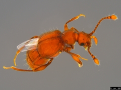 Pselaphinae