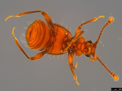 Pselaphinae