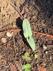 Platanthera transversa
