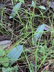 Platanthera transversa