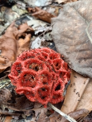 Clathrus cristatus
