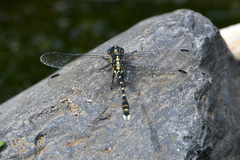 Hemigomphus heteroclytus
