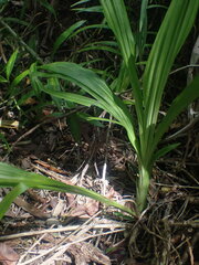 Phaius