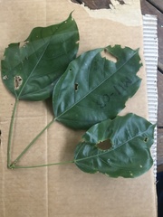 Franciscodendron laurifolium