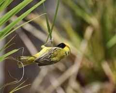 Ploceus intermedius