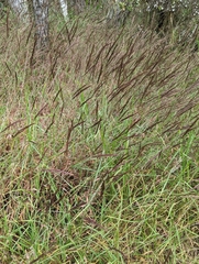 Melinis minutiflora
