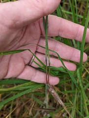 Melinis minutiflora