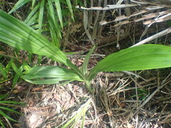 Phaius