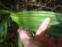 Phaius