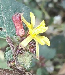 Triumfetta rhomboidea