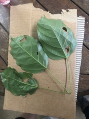 Franciscodendron laurifolium