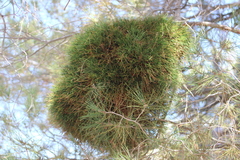 Phytoplasma pini