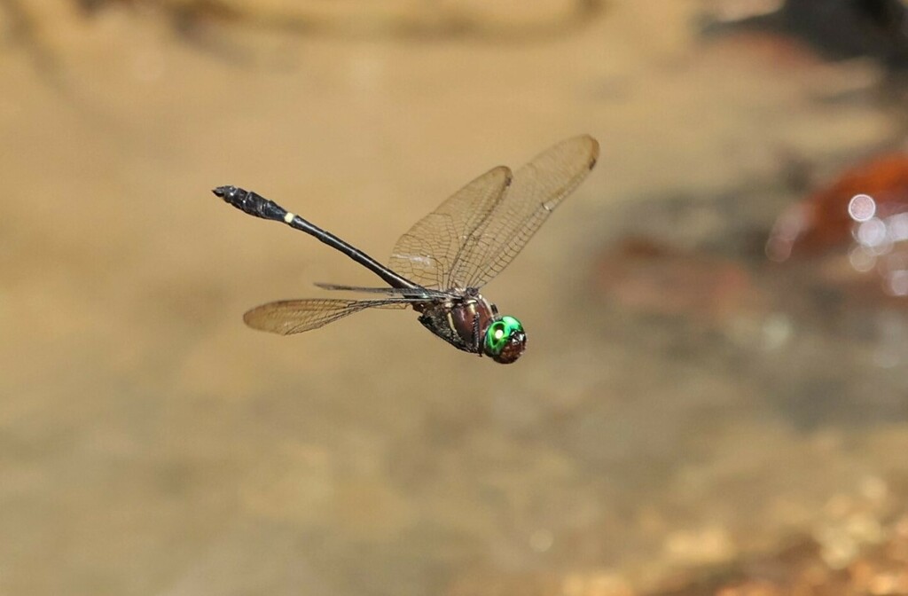 Macromia euterpe