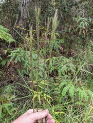 Schizachyrium condensatum