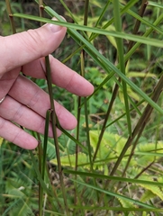 Schizachyrium condensatum