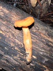 Lactarius luculentus