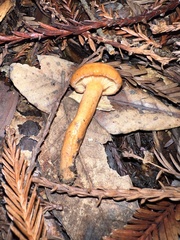Lactarius luculentus
