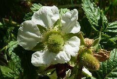 Image of Rubus rosifolius