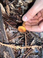 Lactarius luculentus
