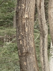Agrilus planipennis
