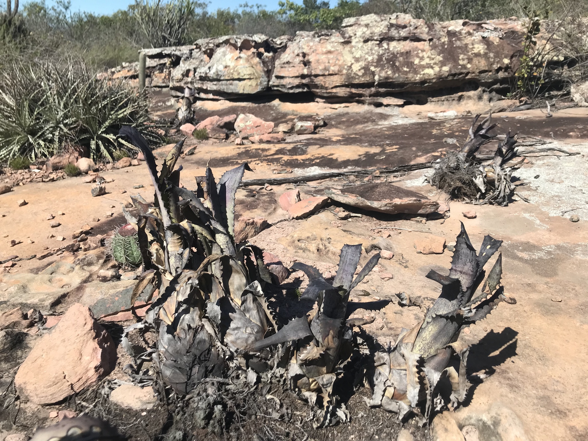 ブロメリア・エアープランツ Hohenbergia magnispina from T'sTROPICALS ブロメリア・エアープランツ Hohenbergia magnispina from T