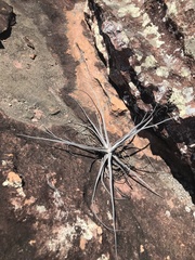 Tillandsia streptocarpa