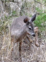 Odocoileus virginianus couesi