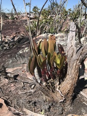 Cattleya elongata