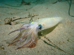 Doryteuthis opalescens
