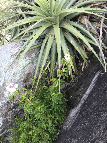 Begonia saxicola
