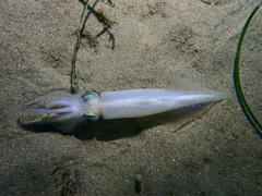 Doryteuthis opalescens