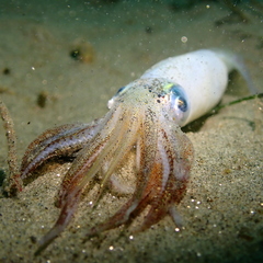 Doryteuthis opalescens