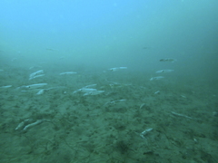 Doryteuthis opalescens