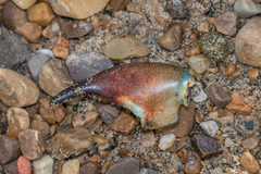 Pacifastacus leniusculus