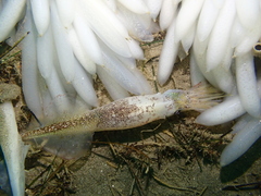 Doryteuthis opalescens