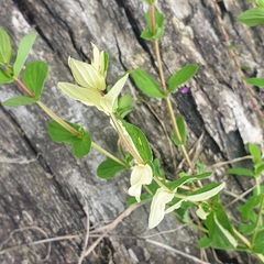 Hypericum tetrapterum