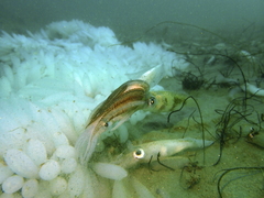 Doryteuthis opalescens