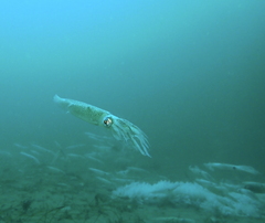 Doryteuthis opalescens