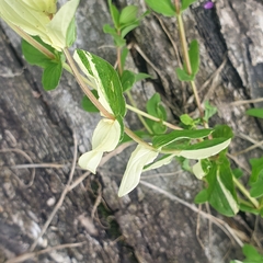 Hypericum tetrapterum