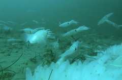 Doryteuthis opalescens