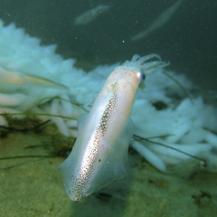 Doryteuthis opalescens