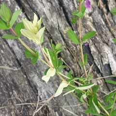 Hypericum tetrapterum