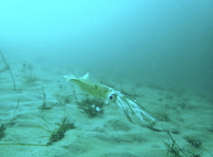 Doryteuthis opalescens