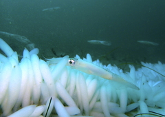Doryteuthis opalescens