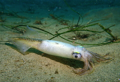 Doryteuthis opalescens