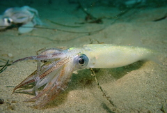 Doryteuthis opalescens