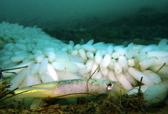Doryteuthis opalescens