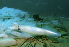 Doryteuthis opalescens