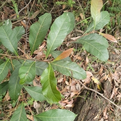 Elaeocarpus reticulatus