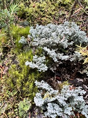 Stereocaulon saxatile